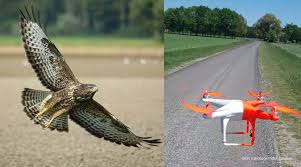 De buizerd is de meest voorkomende roofvogel van nederland. Buizerd Gaat Er Met Drone Vandoor In Overijssel Dronewatch