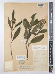 Image result for Vernonia galamensis