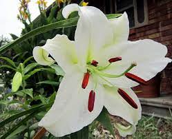 Casablanca Lily Casablanca Lily Tattoos Lily Tattoo Lily Flowers