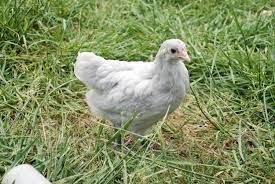 Maybe you would like to learn more about one of these? 6 Week Old Lavender Orpingtons Pullet Roo Backyard Chickens Learn How To Raise Chickens