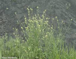 Image result for Sisymbrium orientale