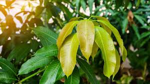The Benefits of Mango Leaves | Woman's World