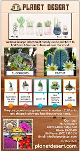 Check spelling or type a new query. Planet Desert Cactus And Succulent Plants For Sale Cactus Plants Cacti And Succulents Plants