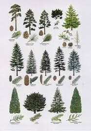 Best Film Posters 8 Proximity The Elements Different Types Of Trees Are Placed Close To One An Types Of Pine Trees Conifer Trees Tree Identification