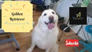 Puppy love grooming spa, markham, on. Dog Grooming Markham Yuppy Puppy Spa Puppy Groom Dog Grooming Markham Yuppy Puppy Spa Puppy Groom