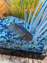 Blue Crayfish Is Pregnant Eggs Look More Brown Than Black Monsterfishkeepers Com