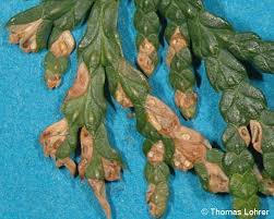 Image result for didymascella thujina