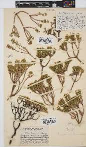 Image result for Mohria nudiuscula