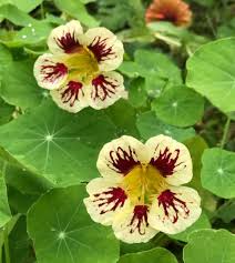 Image result for Nasturtium