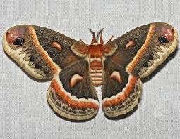 Image result for Cecropia