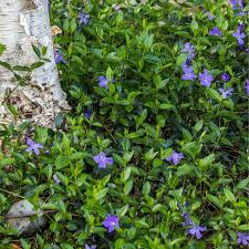 Image result for Vinca minor