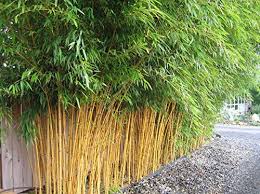Bamboo screens and trellis panels make brilliant versatile dividers. Garden Screening Ideas Get The Creative Ideas Flowing Pyracantha Co Uk
