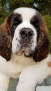 Adorable Cute Dogs St Bernard Puppy St Bernard Dogs