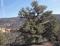 Image result for Pinus