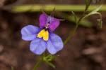Image result for Monopsis zeyheri