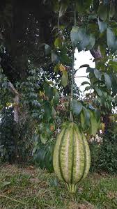 Image result for Telfairia pedata