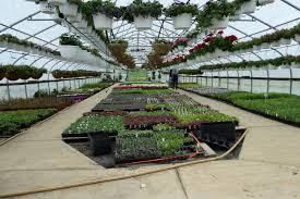 Botany there are many careers with plants so it is important to understand the various fields and the academic requirements. 8 Horticulture Vs Botany Which Career Is Better Ideas Botany Horticulture Plant Classification