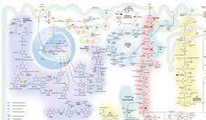Thieme is a leading medical publisher, providing world class reference Biochemie Medi Learn Posterreihe Poster Amazon De Bettina Bartel Joachim Van Gellecom Marcel Hoxter Stefan Hrabal Denis Rappert Karsten Schmidt Bucher