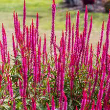 When animals are starving, they may nibble experimentally on anything. Celosia Kelos Candela Pink Sugar Creek Gardens