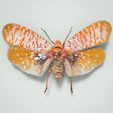 Cicada Aphaena Submaculata Cambodia Insect 3d Model Insects 3d Model Cicada