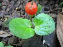 Image result for Geophila repens