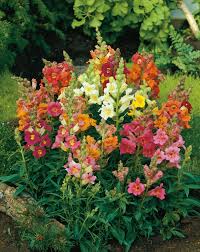 Image result for Antirrhinum
