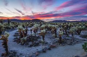 Maybe you would like to learn more about one of these? Your Guide To Joshua Tree National Park Koa Camping Blog