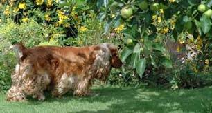 We did not find results for: How Do I Stop My Cocker Puppy Eating My Garden Plants