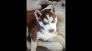 You might not need your husky to carry red, grey. My Red And White Siberian Husky 7 Week Old Puppy Named Chloe Youtube