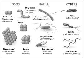 A spherical bacterium, measuring 0.8 to 3 micrometers in diameter. Do Bacteria All Have The Same Shape The Handy Biology Answer Book