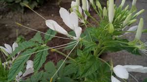 Image result for Cleome stricta