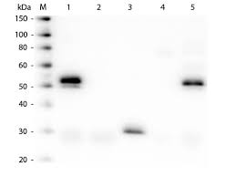 Send me a copy of this email. Anti Rabbit Igg H L Min X Bv Ch Gt Gp Ham Hs Hu Ms Rt Sh Serum Proteins Dylight 405 Conjugate Rockland Immunochemicals Biomol De