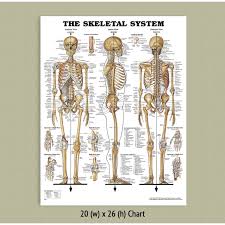 Back Talk Systems Colorado Skeletal System Anatomical