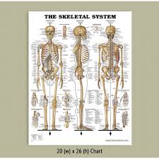 back talk systems colorado skeletal system anatomical