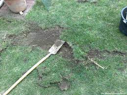 Bambus dauerhaft vernichten pflanzen unter 1 meter wuchshöhe kann man mit purer muskelkraft und einer scharfen axt oder grabespaten komplett ausgraben und entsorgen. Bambusrhizome Und Sonstige Erdmonster Vegetation Daheim