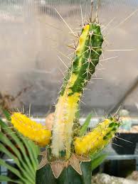 Image result for Momordica boivinii