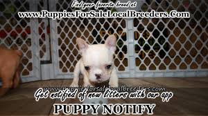 Hide this posting restore restore this posting. Lab Puppies For Sale In Louisiana Craigslist 07 2021