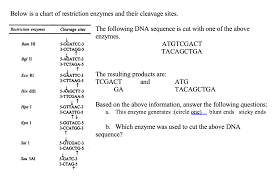 Solved Below Is A Chart Of Restriction Enzymes And Their