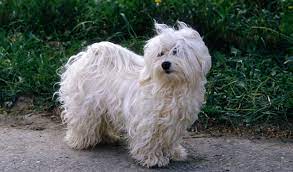 Check spelling or type a new query. Havanese Dogs