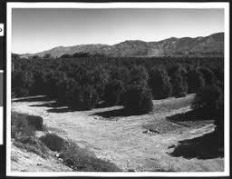 2,501 in 1940, 4,123 in 1945, 4,960 in 1950, 6,748 on april 8, 1953, 6,865 on june 30. Elevated View Of Citrus Groves Along Route 126 Between Fillmore And Piru Ventura County Ca 1950 1980 Calisphere