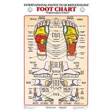 Anatomical Chart Company Foot Reflex Chart Anatomical Chart