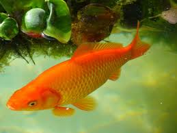 In animated cartoons, these are usually the character's hands! How To Make A Beautiful Goldfish Pond Dengarden