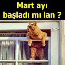 melisa tan adli kullanicinin absurt panosundaki pin komik mizah espriler