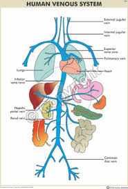 Victory Graphik Ipz Intermediate Practical Zoology Charts