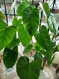 Image result for Smithia erubescens