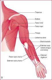 Nov 03, 2019 · people actually believe there is no cure for cancer due to what our medical doctor do always said to us.but now i know that there is a cure for it through natural herbal remedy' i and my boyfriend was once haven colon cancer we contacted dr.odudu for herbal treatment and he prepared us some herbs which we takes for some couples of months, and we take it as he says before i am to no me and my. Striated Shoulder Neck Muscles In Humans Medical Anatomy Of A Female Neck Google Search Throat Human Shoulder Anatomy Anatomy Of The Shoulder Bones Youtube Foodbloggermania It