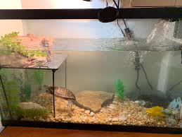 An Update For Everyone That Helped Me With Oscar He Has Officially Gone Through A Full Tank Upgrade 30 Gallon Tank With A Brand New Uvb And Heat Lamp Next Week I