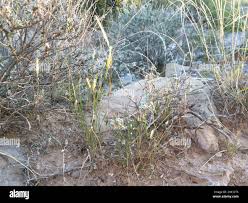 Image result for Enneapogon desvauxii