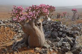 Image result for Adenium multiflorum