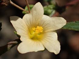 Image result for Sida dregei